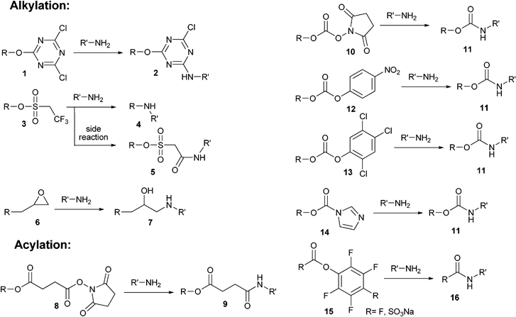 First-generation conjugation methods, which use activated hydroxyl groups for the functionalization of primary amines from peptides and proteins via alkylation and acylation.