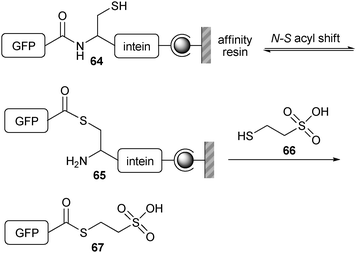 Functionalization of the N-terminus of GFP with MESNA (66) using an intein fusion protein.