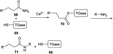 TGase is activated by Ca2+. In this conformation, thiol residue (69) is coupled to the glutamine side chain of its substrate (68). Transamidation of the intermediate structure 70 releases the alkylated product (71).