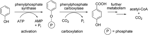 Carboxylation of phenol in Thauera aromatica.