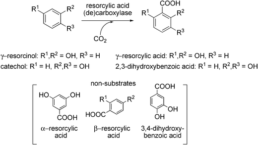 Regioselective (ortho) carboxylation of non-activated phenolic compounds catalysed by resorcylic acid (de)carboxylases.