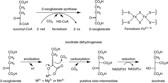 Carboxylation steps in the reductive TCA cycle.