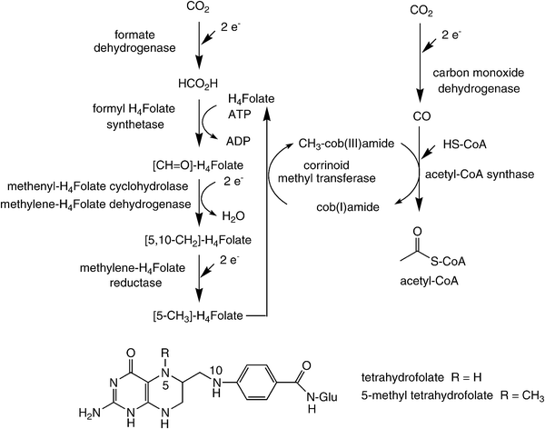 Carbon dioxide fixation via the reductive acetyl-CoA pathway.