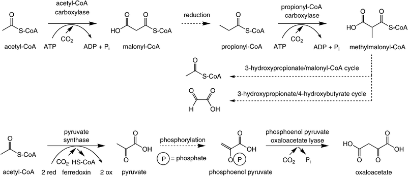 Carboxylation of acetyl/propionyl-CoA and phosphoenol pyruvate.