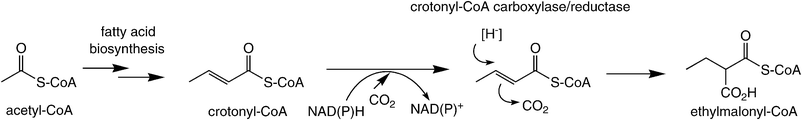 Reductive carboxylation of an enoyl-CoA.