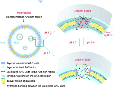 Transport into multivesicular structures via pH-switchable channels. Reproduced from ref. 91 with permission.