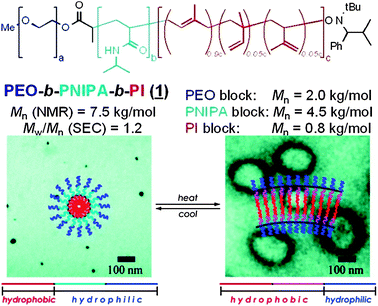 Structures of ABC triblock stimuli-responsive polymers. Increase in temperature above LCST of the middle block induced a change from micellar to vesicular structures. Published in ref. 23. Copyright © 2008 American Chemical Society.