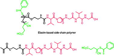 Polymer–peptide hybrid materials with side-chain elastin-like sequences (shown in red) pendant from a polymethacrylate backbone grown from RAFT agent (in green). Reproduced from ref. 37 with permission.