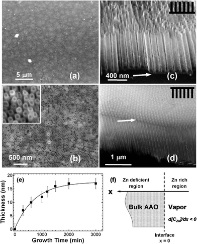 (a) Large-scale and (b) enlarged SEM images of the prepared free-standing ZnAl2O4 nanotube array (AAO already removed). Inset in (b) is a close-up of the nanotubes. (c) Upside and (d) upside-down SEM sideview images of the samples. The drawings and arrows in (c) and (d) show the nanotube orientations and the ZnAl2O4 nanonet, respectively. The precursor used is ZnO. Note that the scale bar in (a) should be 5 μm rather than the mistyped 5 nm in ref. 9. (e) Thickness of the nanotube wall or the nanonet as a function of the growth time at about 680 °C for the seamlessly jointed ZnAl2O4 nanotube/nanonet on AAO. (f) Schematic drawing showing the established Zn concentration gradient, d[CZn]/dx, from the exposed surface to deep inside bulk AAO. X is the position axis, and x = 0 represents the vapor–solid interface. The precursor used is ZnO (© The American Chemical Society, reprinted with permission).9