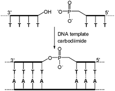 The first DNA-templated chemical ligation.
