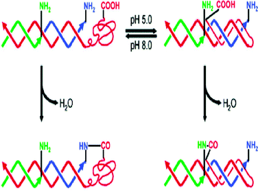 DNA-templated organic reaction with tunable reactivity (reprinted with permission from ref. 17).