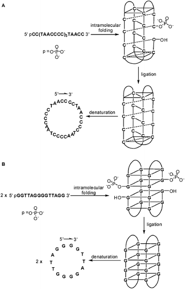 DNA-templated cyclization through the formation of quadruplex DNA: (A) i-motif; (B) G-quadruplex.