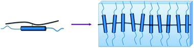 Schematic representation of a sheet-like MJLCP. The steric hindrance of the bulky rigid side chains forces the backbone to take an extended-chain conformation. The backbone lies in the middle of the sheet-like structure. And the rigid side chains are not oriented parallel to the chain direction of the backbone.