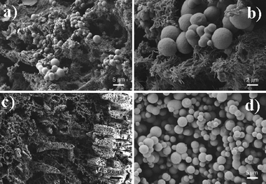 (a) Coexistence of carbon spheres and a carbonized, microstructured biological tissue; (b) magnified SEM image indicating that the 3D tissue is indeed built up from well-defined carbon nanofibers; (c) organized carbon scaffold replicating a different biological motif of the nonsoluble carbohydrates in rice; (d) pure carbon spheres collected from the solution generated from the soluble polysaccharides. (Reproduced from ref. 9 with the permission of Wiley-VCH).