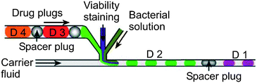Droplet-based drug screening. The plugs containing the drugs (D1 to D4) get mixed with a bacterial solution and a viability dye. In the case of potent drugs the bacteria die and the droplet shows no staining. Image adapted from Boedicker et al.167