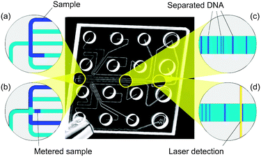 Microfluidic realization of capillary electrophoresis analysis on the electrokinetic platform (adapted from ref. 121) (© Agilent Technologies, Inc. 2007. Reproduced with permission, courtesy of Agilent Technologies, Inc.). After the sample has been transported to the junction area (a) it is metered by the activated horizontal flow and injected into the separation channel (b). Therein, the sample components are electrophoretically separated (c) and readout by their fluorescence signal (d). The complete microfluidic CE-chip is depicted in the center.