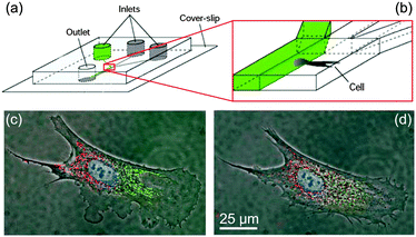 Concept of differential manipulation in a single bovine capillary endothelial cell using multiple laminar flows. (a, b), Chip layout: 300 μm × 50 μm channels are used to create laminar interfaces between liquids from different inlets. (c) Fluorescence image of a cell locally exposed to red and green fluorophores in a laminar flow. (d) Migration of fluorophores over time (scale bars, 25 μm). This shows the high potential for accurate spatial control and separation of liquids achievable in microfluidic laminar flows. Adapted by permission from Macmillan Publishers Ltd: Nature,28 copyright 2001.