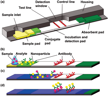 Schematic design of a lateral flow test (according to ref. 68), (a) Sample pad (sample inlet and filtering), conjugate pad (reactive agents and detection molecules), incubation and detection zone with test and control lines (analyte detection and functionality test) and final absorbent pad (liquid actuation). (b) Start of assay by adding liquid sample. (c) Antibodies conjugated to colored nanoparticles bind the antigen. (d) Particles with antigens bind to test line (positive result), particles w/o antigens bind to the control line (proof of validity).