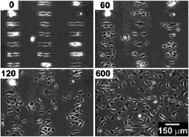 Migration of BCE cells on a mixed SAM consisting of C11EG3 and C18, upon release of the pattern by application of a voltage pulse (−1.2 V for 30 s). Reproduced from ref. 56. Copyright ACS 2003.