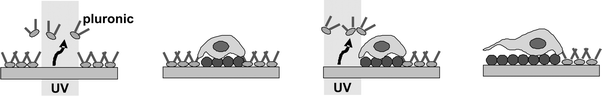 Illustration of the control of cell migration on the photoactivatable cell-culturing substrate. Reproduced from ref. 84. Copyright ACS 2007.