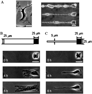 Selective induction of protrusions in NIH3T3 cells, (A) led by a lamellipodium and by a filopodium on a fibronectin-coated non-patterned surface. Selective induction of protrusions by irradiating a path (B) 25 μm or (C) 5 μm wide on the SAM adjoining the pre-attached cells. Reproduced from ref. 84. Copyright ACS 2007.