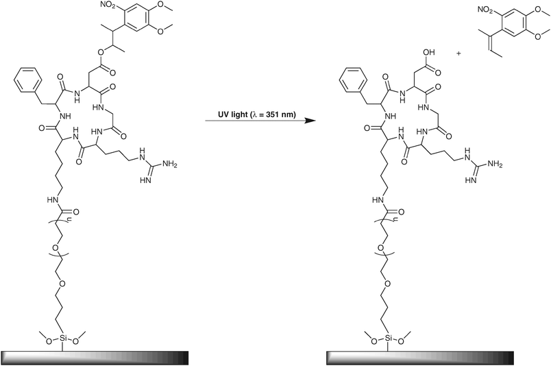 
            c-(RGD(DMNPB)fK) on a silica gel surface through the tetra oligoethylene glycol spacer. The photo labile caging group is removed upon irradiation at λ = 351 nm.87