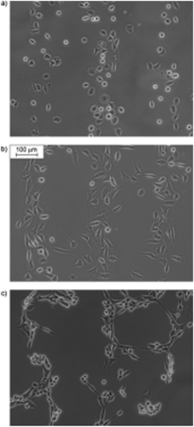 Optical microscopy images of in situ one-way control over cell adhesion to substrates presenting c-(RGD(DMNPB)fK). Cells were seeded onto the substrates presenting the caged peptide. Subsequent irradiation through a photomask (100 μm wide lanes) resulted in deprotection of the aspartic acid residue. Cells adhere preferentially to the irradiated regions, presenting the unprotected cyclic RGD sequence. The fibroblast cells were incubated for 3 (a), 6 (b), and 21 h (c). Reproduced from ref. 87. Copyright Wiley 2008.