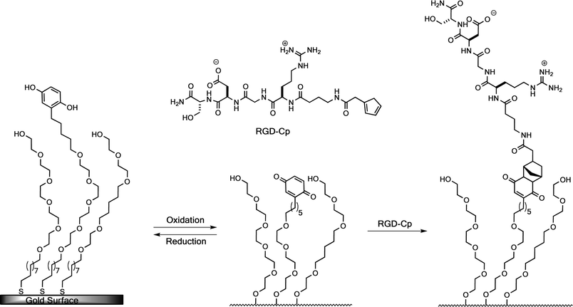 Electrochemical switching of cell adhesion. A SAM-presenting hydroquinone and OEG groups (left) is converted to a SAM-presenting quinone groups (center) by application of a potential. Both monolayers are inert to the adhesion of cells. Addition of a cyclopentadiene-functionalized peptide allows immobilization of the RGD peptide through a Diels–Alder reaction (right) to yield a cell-adhesive surface.94