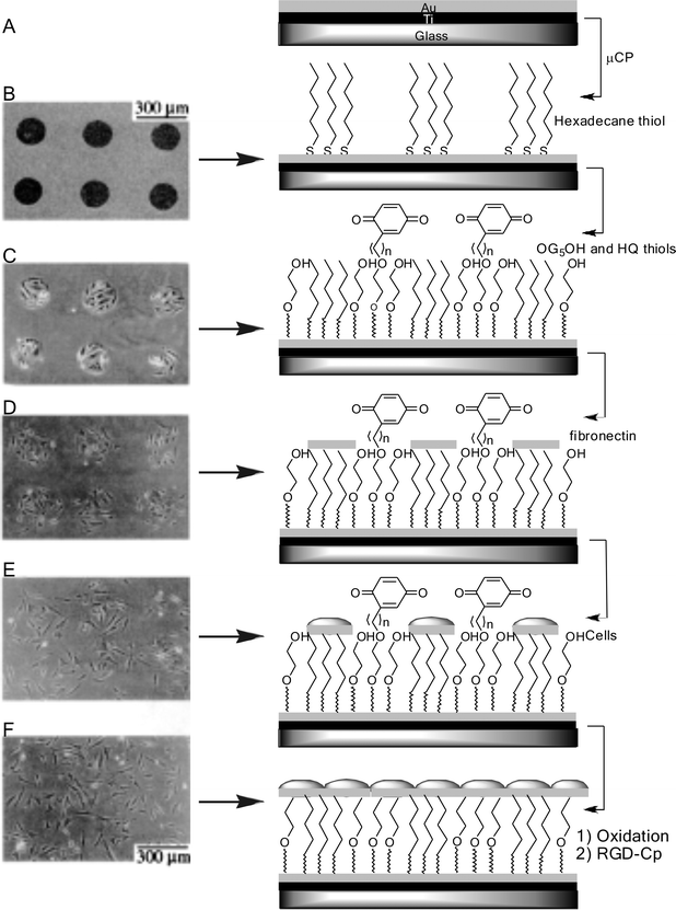 Switching cell migration and growth on an electroactive substrate. (A) The substrate was prepared by evaporating titanium and gold onto a glass coverslip. (B) Microcontact printing was used to pattern hexadecane thiolate onto the gold surface. (C) A second mixed monolayer was assembled onto the exposed regions by immersing the substrate in a solution of hydroquinone-terminated (HQ) and oligo ethylene glycol (OEG)-terminated alkanethiol. (D) Fibronectin was physisorbed to the CH3-terminated SAM. (E) 3T3 fibroblast cells adhered exclusively to the circular regions presenting fibronectin. (F) Electrochemical oxidation of the HQ SAM in the presence of serum-free media containing RGD–Cp (2 mM) led to the immobilization of the peptide and subsequent migration of cells from the circular regions. Adapted from ref. 94. Copyright Wiley 2001.