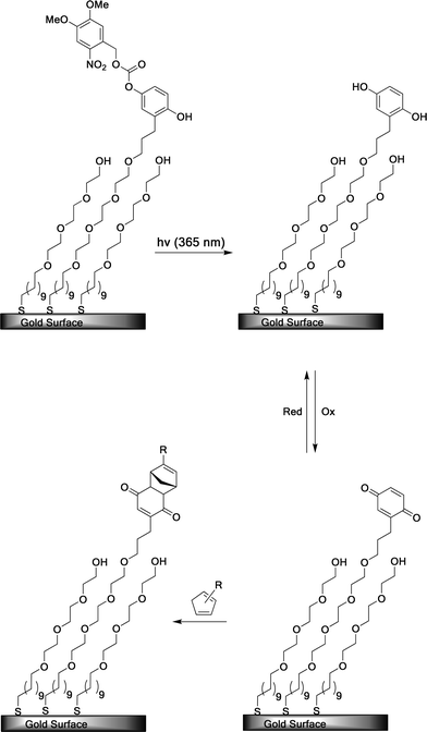 A SAM-presenting NVOC-protected hydroquinone is irradiated at λ = 365 nm to photodeprotect the hydroquinone, which can then be oxidized reversibly to the quinone. The quinone undergoes a Diels–Alder reaction with a Cp-ligand derivative to immobilize the ligand.101