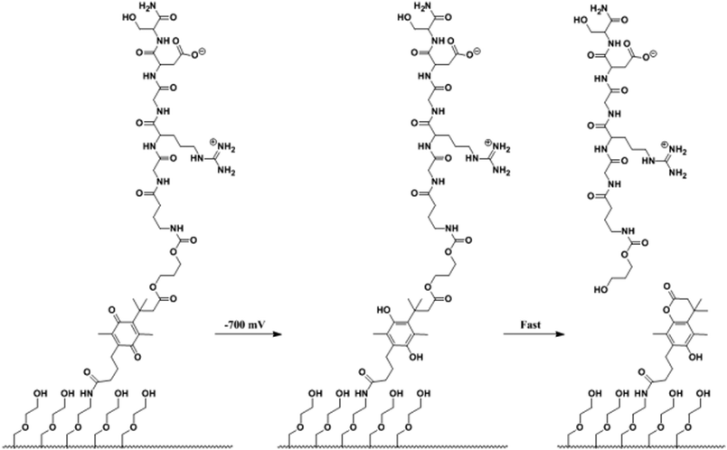 A SAM of alkane thiolates on gold was used in the selective release of adherent cells. RGD is present at a density of less than 0.1% in the SAMs. The SAM releases the RGD ligand upon electrochemical reduction of the quinone to the corresponding hydroquinone via cyclization to the lactone.102