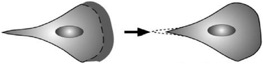 Illustration of a teardrop shaped migrating mammalian cell. Reproduced from ref. 26. Copyright NAS 2005.