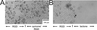Optical micrographs of 3T3 Swiss fibroblast cells interacting with a patterned SAM. The left side of the substrate presents covalently bound RGD peptide, while the right side presents electroactive RGD ligands. (A) Cells adhere and spread uniformly on both sides of the substrate. (B) After application of a potential (−700 mV for 4 min), the quinone groups were reduced to the hydroquinone with subsequent lactonization and release of RGD. Only the cells attached to the region presenting the electroactive RGD ligand were released from the substrate. Reproduced from ref. 102. Copyright Wiley 2001.