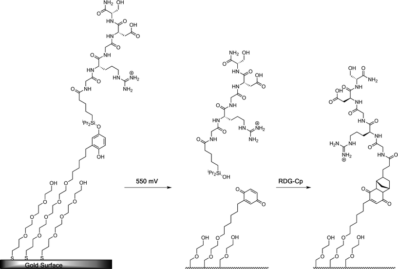 A SAM-presenting the O-silyl hydroquinone is oxidized to benzoquinone with resulting hydrolysis of the silyl ether and selective release of the RGD ligand by application of a potential (550 mV). The resulting benzoquinone reacts with RGD–Cp via a Diels–Alder reaction, which selectively immobilizes the second ligand.105