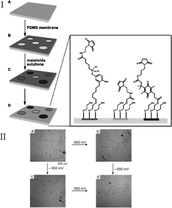 (I) Preparation of an electroactive substrate combining two dynamic functions. (II) Demonstration of the selective release of adherent cells under electrochemical control. (a) Swiss 3T3 fibroblast cells adhere to circular regions presenting RGD ligands. (b) Electrochemical (650 mV) release of the cells from the patterned regions presenting the electroactive O-silyl hydroquinone. (c) Electrochemical (−650 mV) release of cells from regions presenting the electroactive quinone ester. The subsequent application of a potential of −650 mV (panel b) or 650 mV (panel c) results in an additional release of cells (panel d). Reproduced from ref. 106. Copyright ACS 2006.