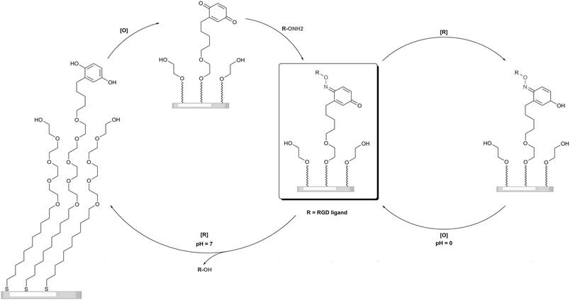 Reaction of soluble oxyamine with a quinone-terminated SAM. Electrochemical oxidation [O] of hydroquinone presented on the mixed SAM. Subsequently the quinone reacts selectively with a soluble oxyamine-tagged RGD ligand (R–ONH2) providing the redox-active oxime conjugate. The oxime is chemically stable, but undergoes a reversible redox reaction. Electrochemical reduction [R] of the SAM (pH > 0) reverts the oxime to the hydroquinone by liberating the RGD containing ligand as an alcohol. Adapted from ref. 107. Copyright Wiley 2008.