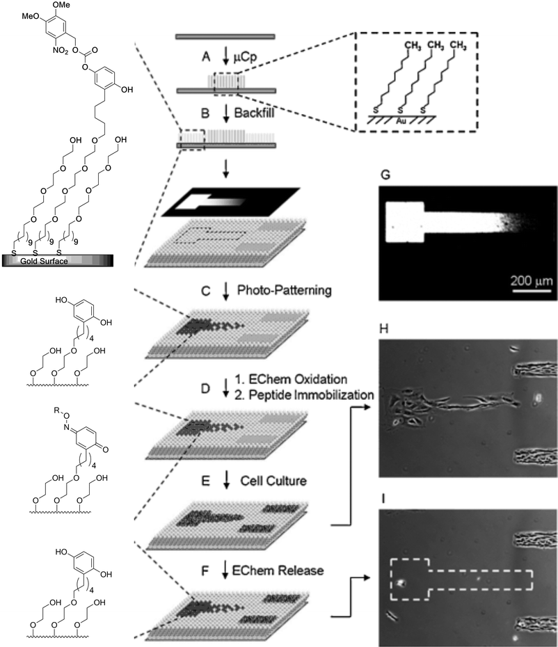 Electrochemical release of cells, patterned on an RGD-presenting SAMs. (A) Hexadecane thiols were μCP on a gold substrate to generate hydrophobic lined patterns. (B) The residual exposed gold surface was filled with a mixed monolayer of NVOC hydroquinone and tetra(ethylene glycol)-presenting alkane thiols. (C) A second pattern presenting hydroquinone was formed by UV irradiation through a photomask. (D) The hydroquinone-presenting substrate was oxidized to the corresponding quinone. Subsequent addition of soluble RGD-oxyamine provides a peptide-presenting monolayer by oxime formation, switching the irradiated area from bioinert to cell adhesive. (E) Seeding of fibroblast cells on the monolayer resulted in cell adhesion to both the μCP and photopatterned regions. (F) Electrochemical reduction of the gold substrate results in selective liberation of the cells from the RGD-presenting regions, whereas cells adhering to the hexadecane thiol SAMs remain attached. (G) Microscopy image of a gradient containing photomask for the preparation of photopatterned RGD-peptide-presenting SAMs. (H) Fibroblast cells patterned on a RGD gradient and on μCP lines. (I) Application of a reductive electrochemical potential to the monolayer results in detachment of the cells on the RGD-presenting gradient, cells patterned on hydrophobic regions remain adherent. Reproduced from ref. 107. Copyright Wiley 2008.