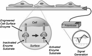 Schematic representation of the transfer of cellular activity to an electrical output. Adherent cells presenting cutinase interact with synthetic ligands presented on SAMs. Enzymatic switching of the electrode surface can be followed using cyclic voltammetry. Reproduced from ref. 54. Copyright NAS 2006.