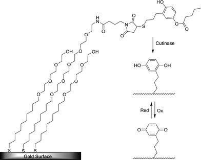 4-Hydroxy-(3-mercaptopropyl)phenyl valerate-protected maleimide-presenting SAM is deprotected by addition of cutinase. This enables electrochemical switching between the hydroquinone and quinone states.54