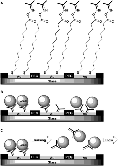 T-cell immobilization and subsequent release. Step A: covalent binding of anti-CD4 antibodies on gold microelectrodes via COOH-terminated alkene thiols. Step B: immobilization of T-cells via the antibody-presenting SAM. Step C: application of a reductive potential (−1.2 V vs. Ag/AgCl reference) desorbs the alkanethiols and results in release of T-cells.62