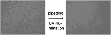 Light-triggered desorption of KUSA-A1 cells from poly(nitrospiropyran-co-MMA)-coated glass substrate. Reproduced from ref. 111. Copyright ACS 2004.