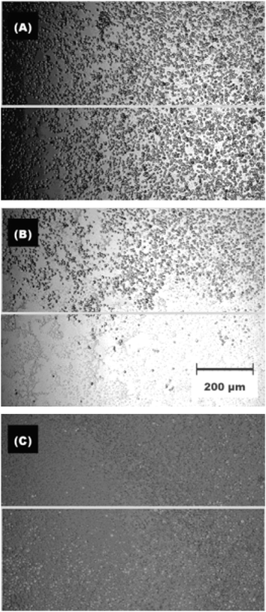 Microscopy images of CHO-K1 cell culture on a nitrospiropyran containing photoresponsive surface. Before (A) and after (B) spatially controlled UV irradiation, (C) subsequently followed by low-temperature washing switch the cell adhesiveness of the surface. Reproduced from ref. 112. Copyright ACS 2005.