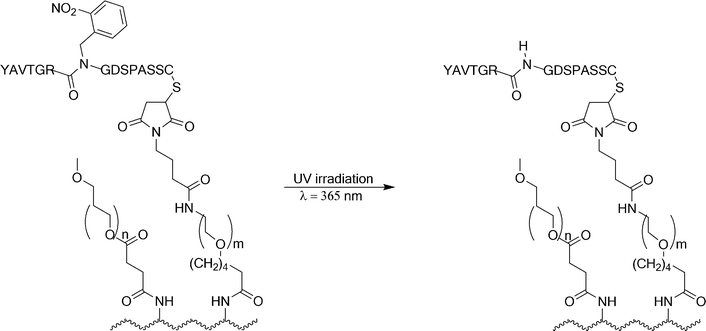 Photochemical reaction of a caged RGD peptide attached to a culture dish. The caged RGD peptide was linked to poly-l-lysine (depicted as a wavy line).114