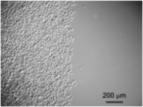 Spatial control of cell adhesion. The left half of the dish was irradiated during cell cultivation. The micrograph was recorded after washing and fixing. Reproduced from ref. 114. Copyright Wiley 2008.