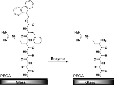 PEGA spin coated on a glass slide presenting a Fmoc-protected RGD sequence, which is released by addition of chymotrypsin.116