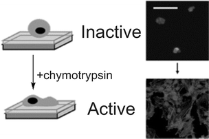 Schematic representation of inactive surface (Fmoc–FRGD–PEGA) and fluorescence images and schematic representation of an activated surface (Fmoc–FRGD–PEGA after chymotrypsin treatment) stained with DAPI (nucleus) and phalloidin (cytoskeleton). Reproduced from ref. 116. Copyright RSC 2007.