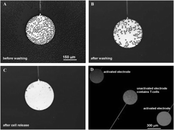 Discharge of T-cells from antibody-modified microelectrodes. (A) Model T-cells seeded onto gold electrodes (300 μm ∅) surrounded by a PEG-terminated SAM on glass. Cells cover both the gold electrode and the bioinert regions. (B) Upon washing, only the antibody-presenting regions are covered by T-cells. (C) Application of a reductive potential (–1.2 V vs. Ag/AgCl reference) for 60 s followed by gentle agitation of the substrate liberated the T-cells. (D) Image of three separately addressable microelectrodes. T-lymphocytes were immobilized on all electrodes, however, the T-cells of the upper and lower electrodes were released by applying a reductive potential, while the central electrode remains in its cell adhesive state. A viability study by staining the released T-cells with trypan blue revealed ±90% of the cells remained viable. Reproduced from ref. 62. Copyright Elsevier 2008.