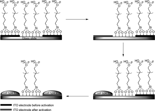 Electrochemical switching of the cell adhesiveness of ITO electrodes. Step 1: glass is modified with micro-ITO electrodes and covered with PEG-terminated silanes to make the surfaces non-adhesive. Step 2: a reductive potential is applied for 60 s to a specific electrode resulting in desorption of the PEG silane SAM from the ITO electrode. The PEG SAM on the untreated ITO electrodes and the glass surface remain intact. Step 3: cells adhere selectively to the exposed ITO surface upon their introduction, while not adhering to the PEG covered glass regions and untreated ITO electrodes. Step 4: subsequent to the immobilization of the first cell line a second electrode can be activated by the application of a negative potential and a second cell line may be introduced on the same surface.62