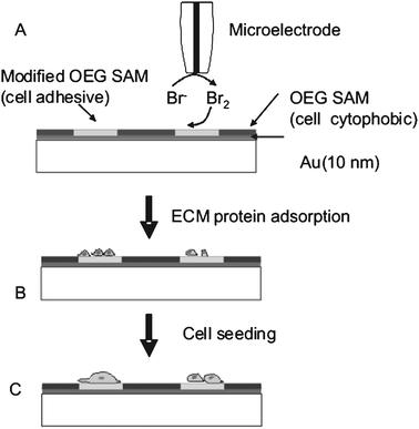 Induced cell adhesion using a microelectrode on an OEG SAM substrate. (A) Modification of the OEG monolayer by electrogenerated Br2. (B) Selective adsorption of fibrinogen-Alexa 488 onto a modified region of the monolayer. (C) Attachment of, e.g., human fibroblasts onto pattered regions. Reproduced from ref. 68. Copyright Wiley 2006.