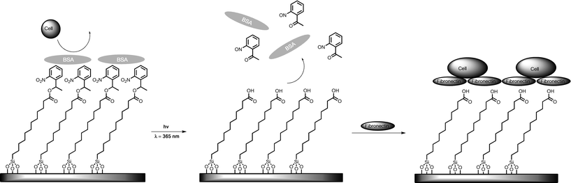 UV-directed elimination of BSA and subsequent adhesion of fibronectin changes surface adhesiveness from a state that prevents cell adhesion to a state that promotes cell adhesion.78